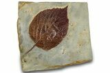 Fossil Leaf (Beringiaphyllum) - Montana #305910-1